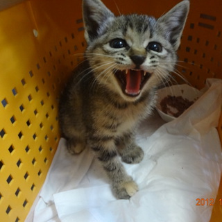 生後一ヶ月の子猫里親募集中！