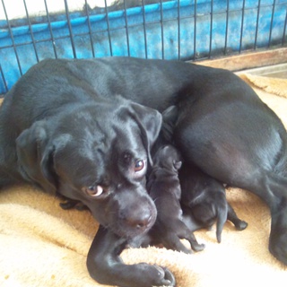 里親希望者対応中の為、現在募集停止しております。