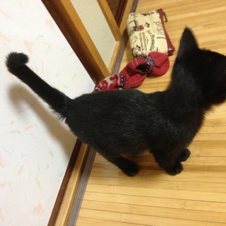 黒の子猫ちゃんです！
