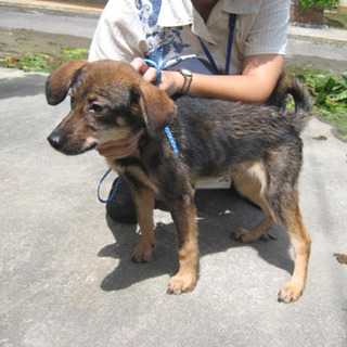 穏やかないい子