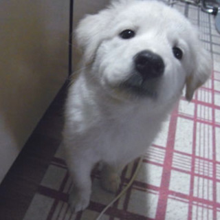 2か月のMixの女の子