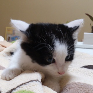 二匹そろって家族ができました！応募頂き本当に感謝いたします。