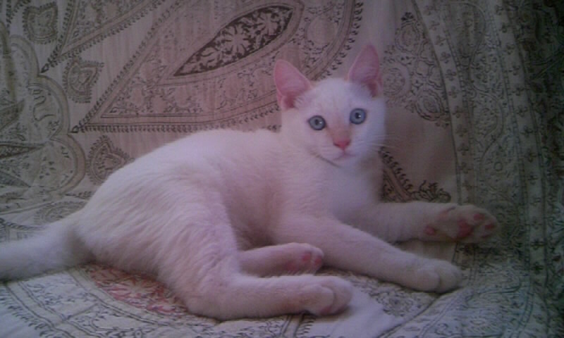 素敵なご家族が決まりました！ サムネイル2