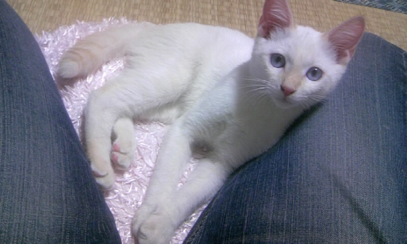 素敵なご家族が決まりました！ サムネイル3