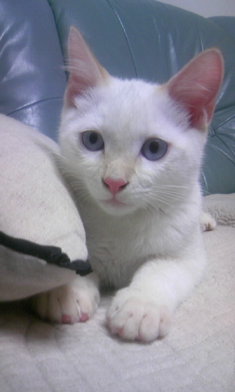 素敵なご家族が決まりました！ サムネイル4