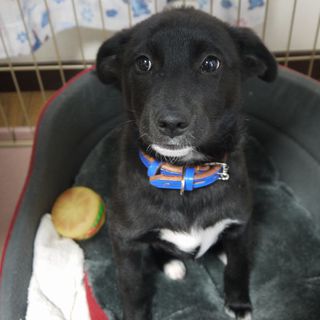 里親決定しました