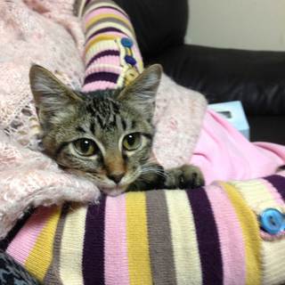 人見知りはしない人懐っこい子です。