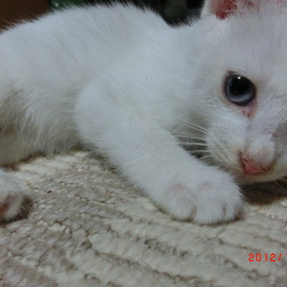 可愛い仔猫の里親募集！