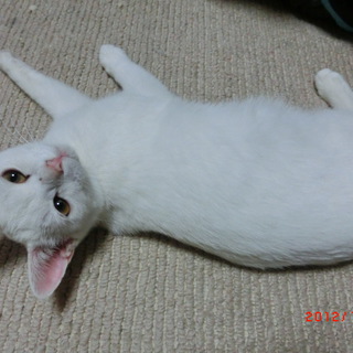 可愛い仔猫の里親募集！