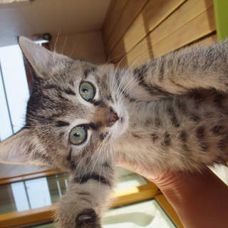 元気な子猫☆3兄弟。かわいいミックス！