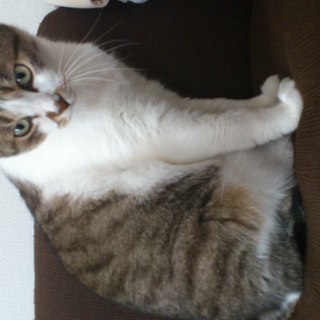 美人さんです。