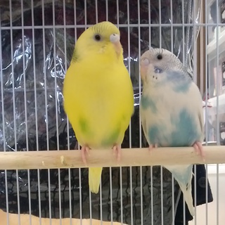 里親募集＊セキセイインコ1羽