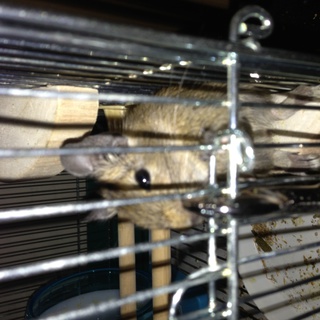 アレルギー反応が出てしまった為、里親を募集中