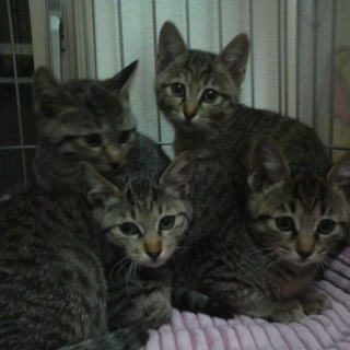 名古屋　キジトラ子猫ちゃん里親募集
