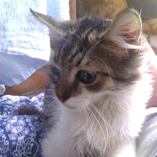 毛長ＭＩＸアルジャン３ヶ月