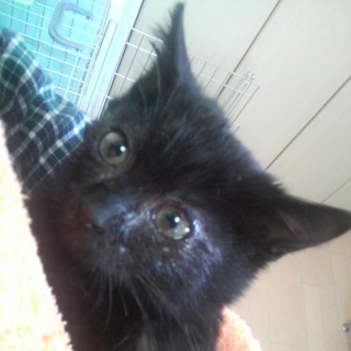 名古屋　黒猫ジルくんの里親募集