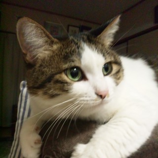 名古屋　飼育放棄された甘えん坊あーちゃんの里親募集