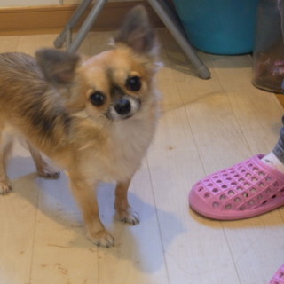 1才半のロング＆スムースチワワ♂、♀