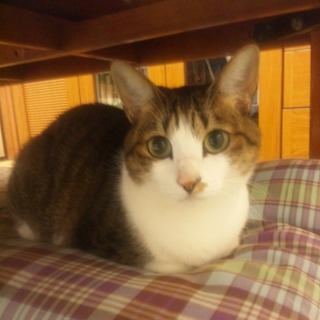 名古屋　飼育放棄されたちょろの里親さん募集