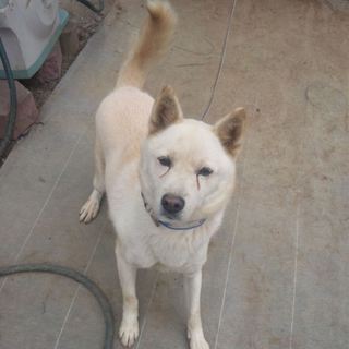 孤独なマロの家族になって！