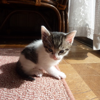 生後1ヶ月の女の子です(まだ乳離れしていません、後１ヶ月程後おゆずりします）里親を募集しています。可愛がって下さい