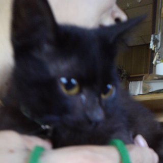 名古屋　黒猫　こうへいくんの里親募集