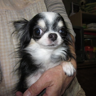 チワワ　の　チロちゃん　里親になってください