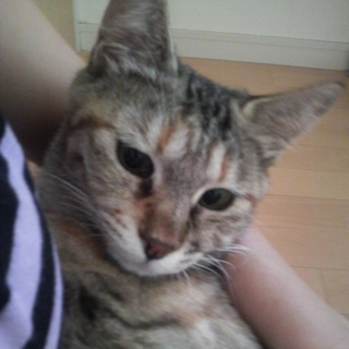 名古屋　大人になったばかりユキちゃんの里親募集