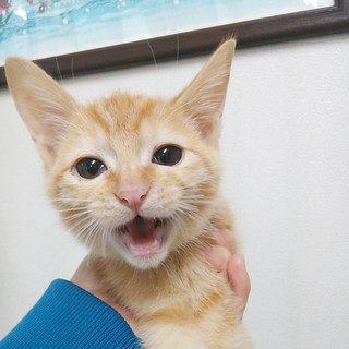 生後約4ヶ月、茶虎柄♂の子猫の里親さん募集！！