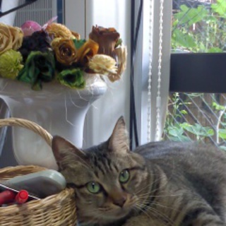 名古屋　キャラが素敵なポンちゃんの里親募集