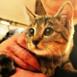 超かわいいキジトラ　