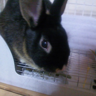 ネザーランドドワーフの♂5か月里親募集  