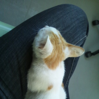 人なっこい茶白の男の子です。