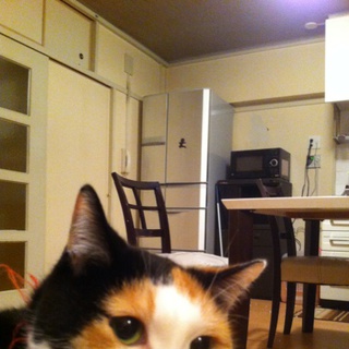 里親募集です。