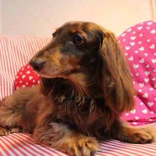 ミニチュアダックス　里親募集