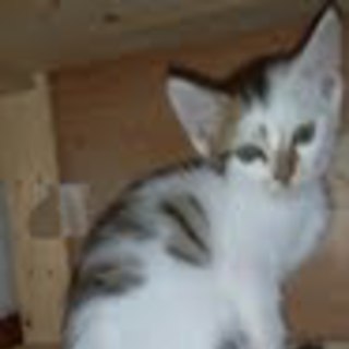 やんちゃ三毛♂