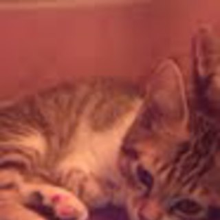 やんちゃだけどビビり