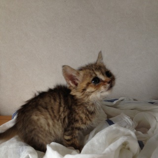 生後一ヶ月の子猫の里親さん募集中です！(問い合わせ対応中です)