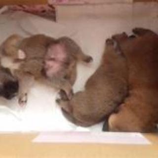 仔犬ちゃん男の子１