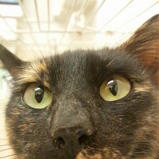 おとなしいお話好きのサビ猫女の子