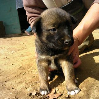 ９月２５日生まれのメス２匹