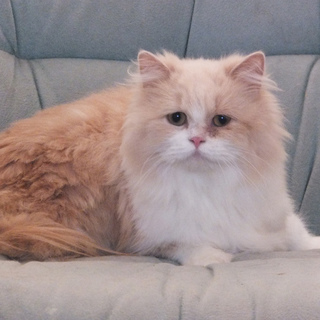 ３歳ロングヘア女の子