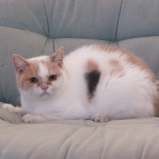 ２歳ショートヘア女の子