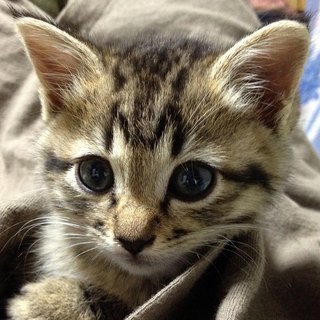 生後2ヶ月弱の女の子・しましまの子猫です。