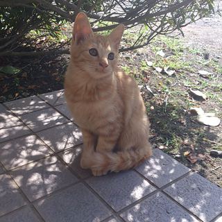 子猫の里親募集