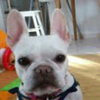 大切に可愛がっていただける里親さま★急募★