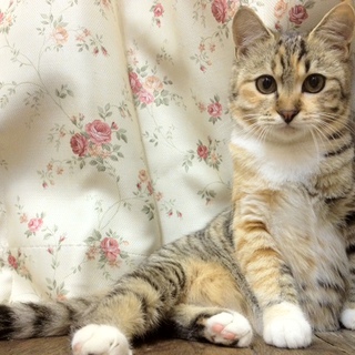 室内で飼ってくださるご夫婦（子供なし）を募集