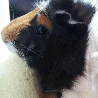 急募！生後5ヵ月アビシニアン オス