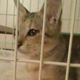 アビシニアンのミックスです。とても人懐っこい美人さんです。