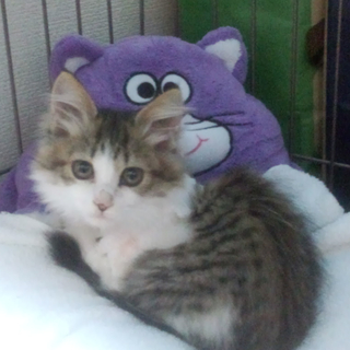 人懐っこいです。一度見てみてください